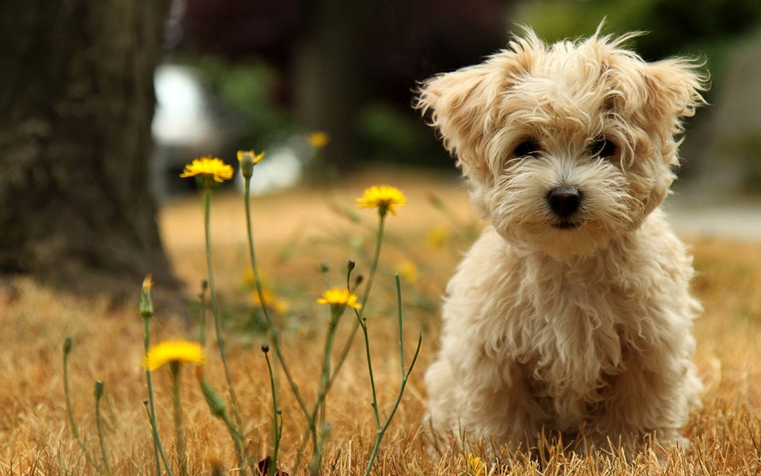 The Importance of Puppy Wellness: Why You Should Focus on Your Puppy's Health and Happiness