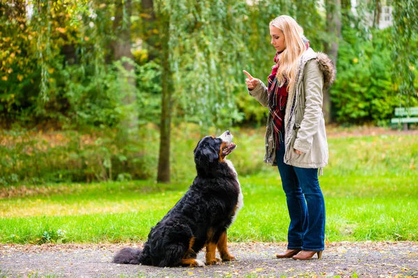 Why dog training is important