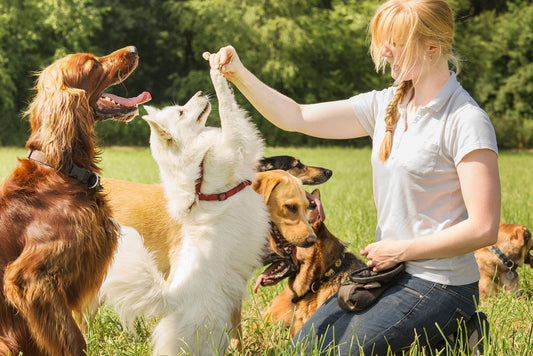 Tips from an expert dog trainer