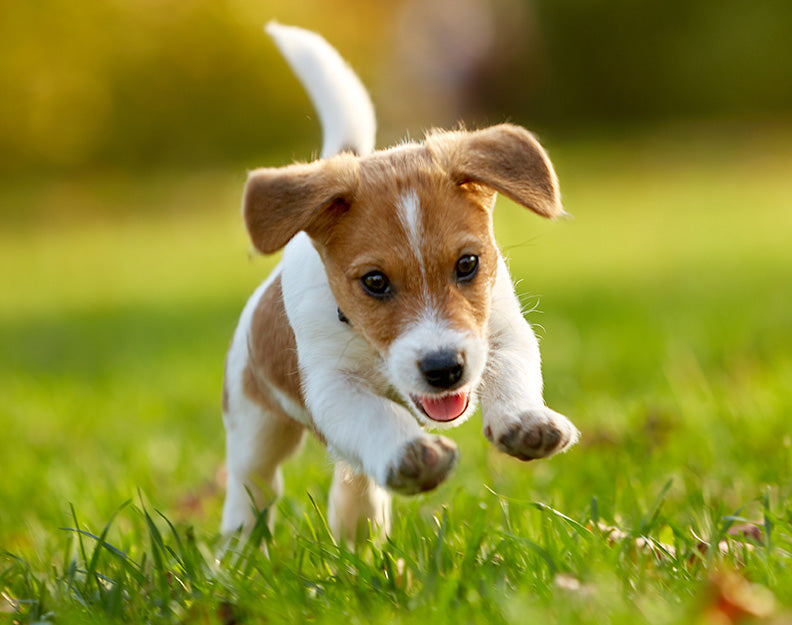 What is Puppy Wellness?